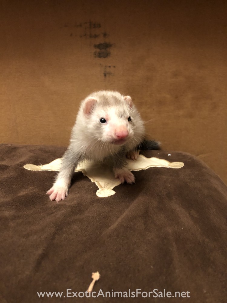 Baby Ferrets!! for Sale