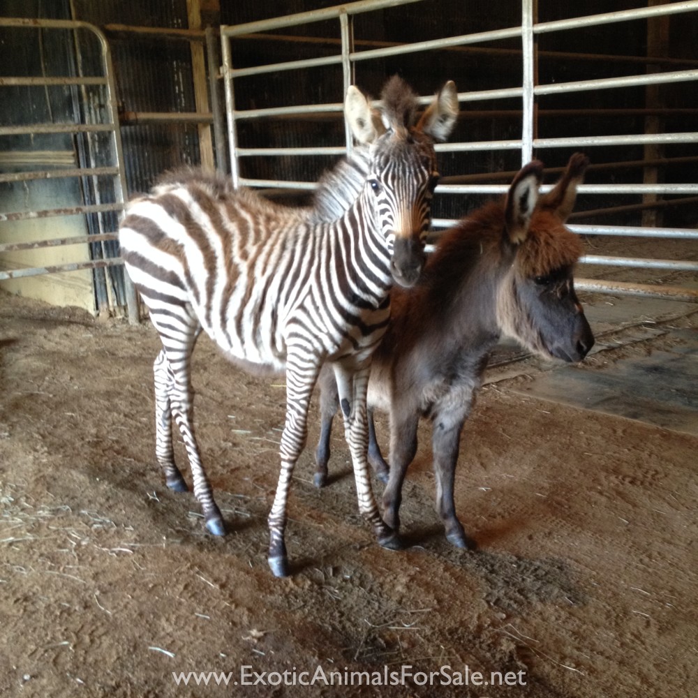 Grant Zebra male for Sale
