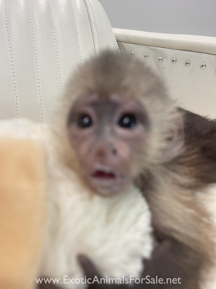 Capuchin for Sale
