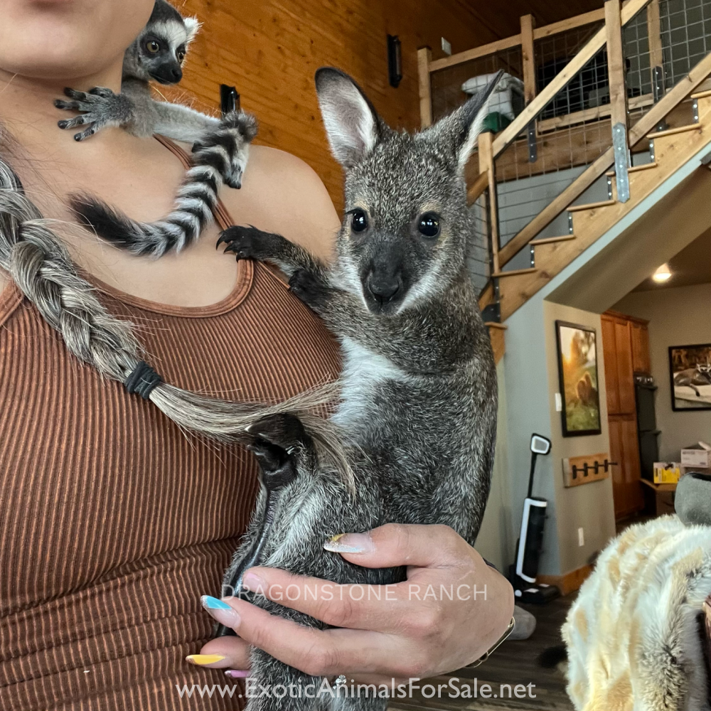 Bottle Baby Kangaroos & Wallabies for Sale