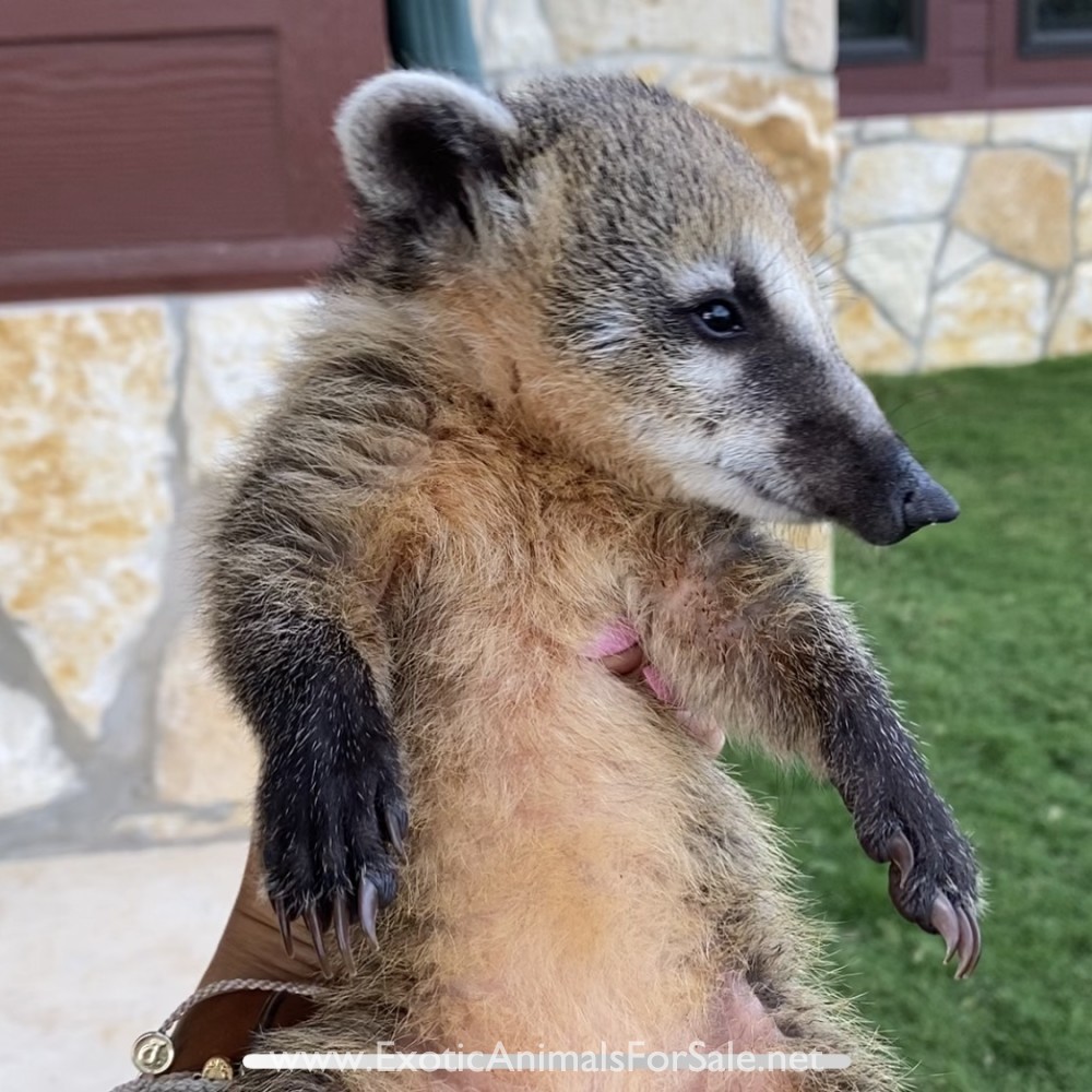 Bottle Baby Coatis / Coatimundi for Sale