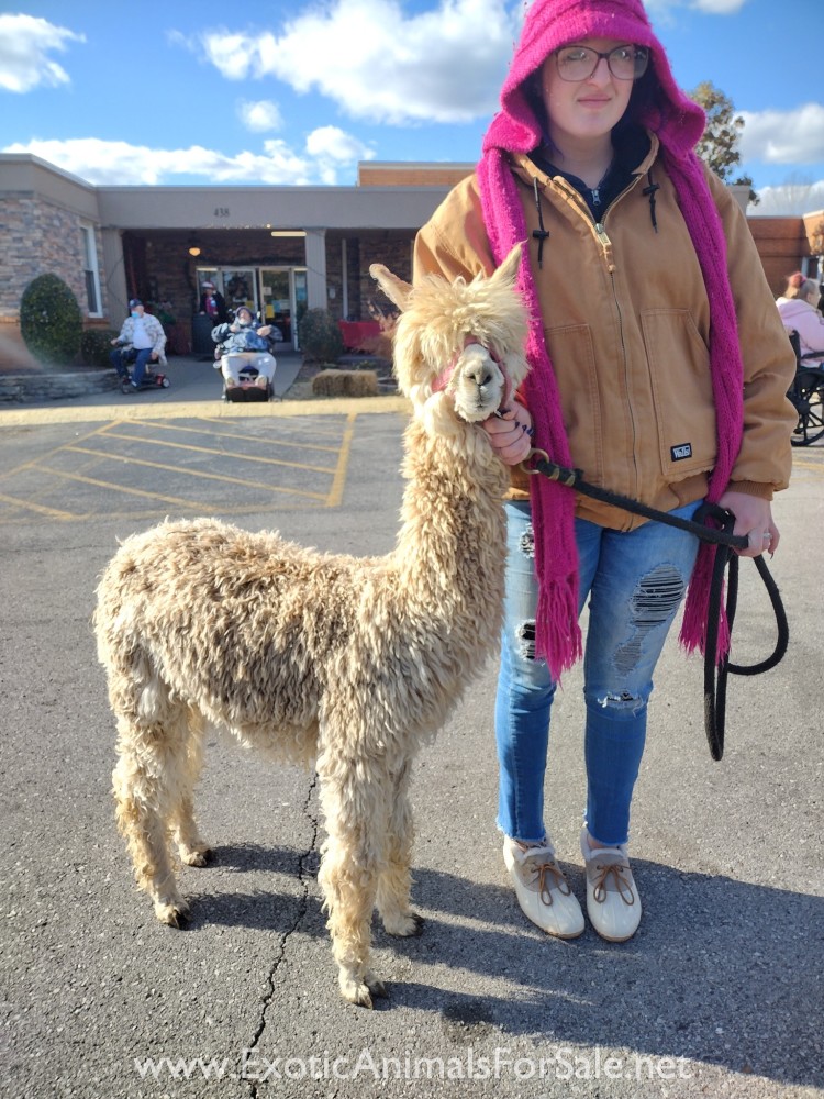 Alpaca For Sale