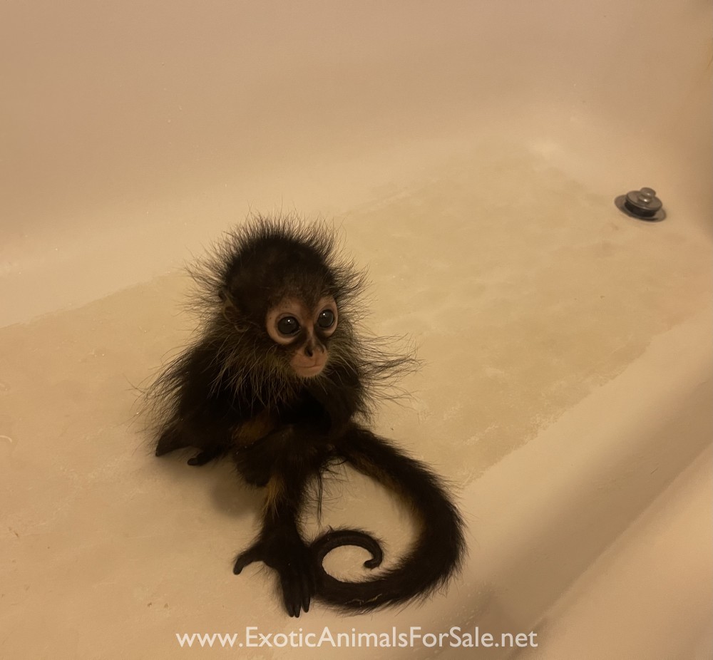 Spider monkey for Sale