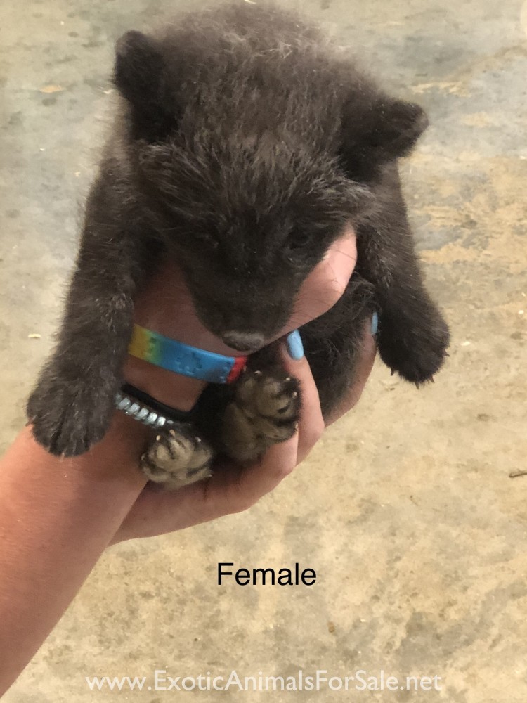 Blue Artic Fox Kits for Sale