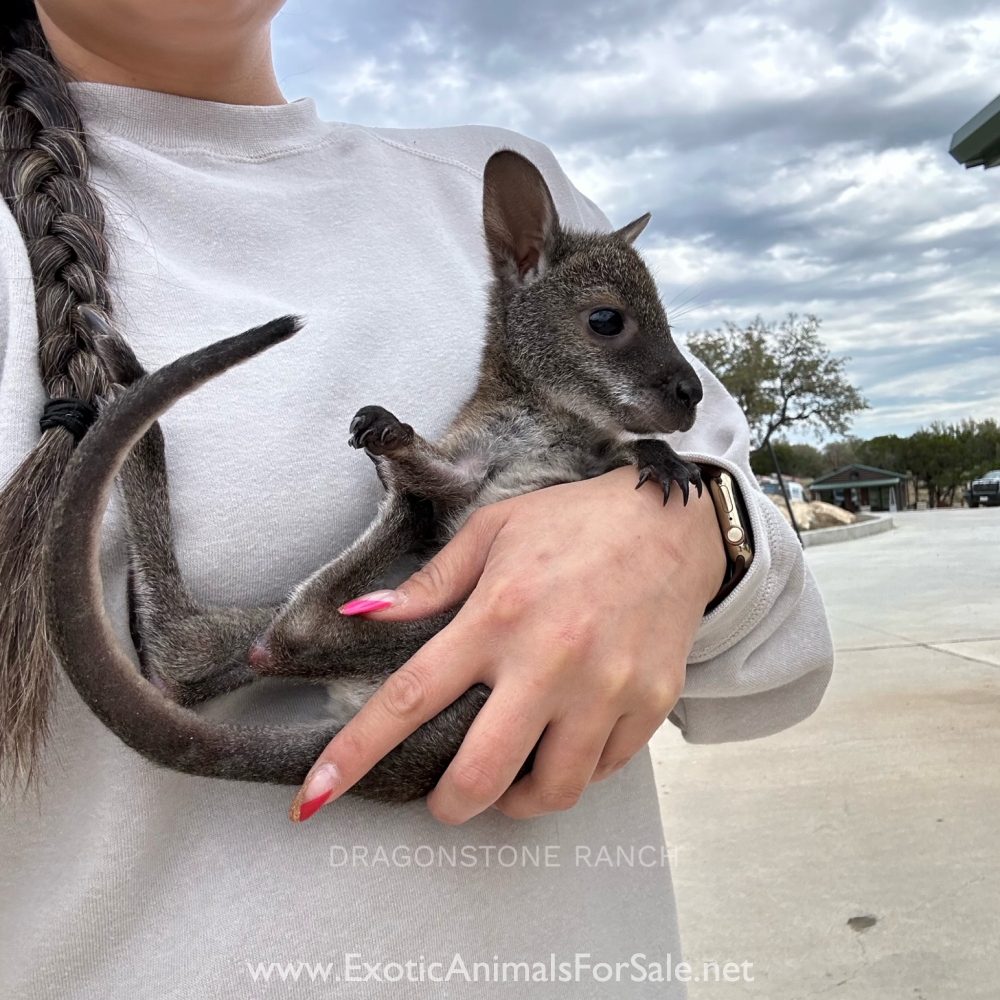 Bottle Baby Kangaroos & Wallabies for Sale