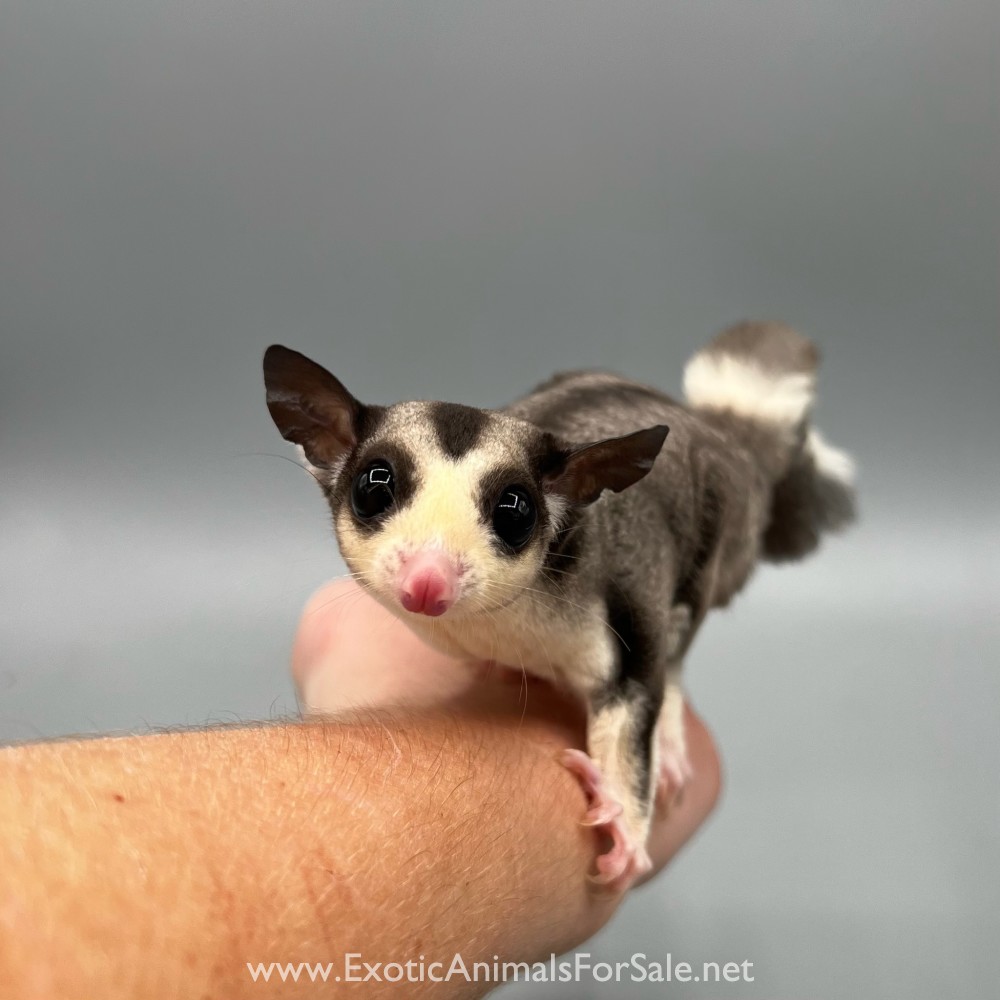 Lineaged Sugar Gliders for Sale