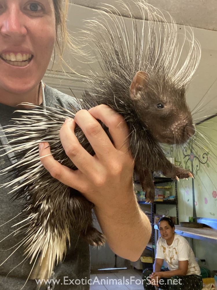 Porcupine for Sale