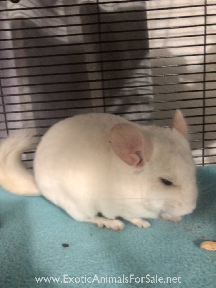 Chinchilla (Male) for Sale