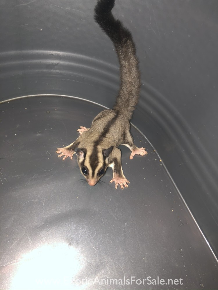 sugar gliders for Sale