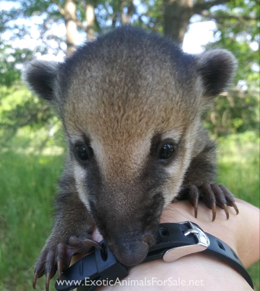 Coatimundi For Sale