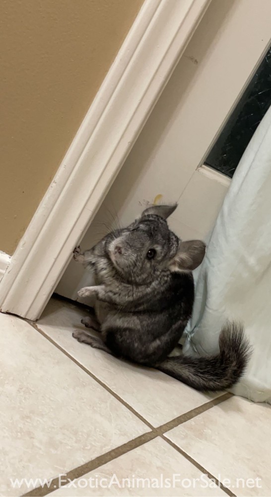 Chinchilla for Sale