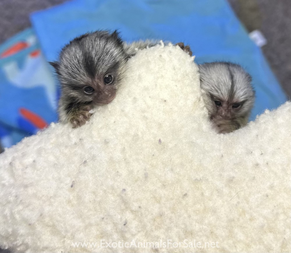 Marmoset monkey for Sale