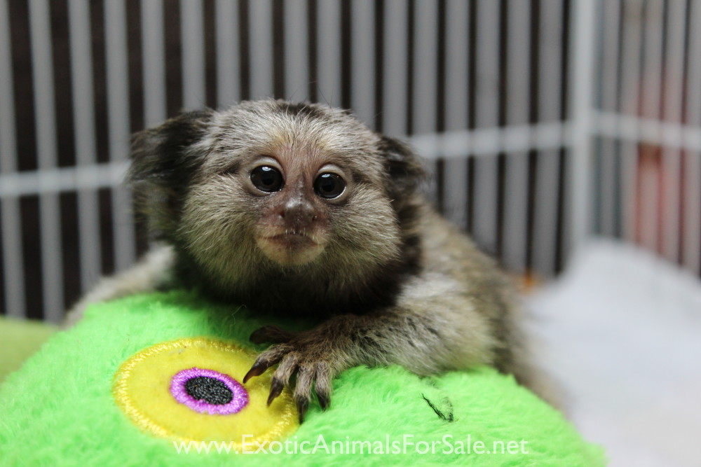 MONKEY FOR SALE, POCKET MONKEY, AKA FINGER MONKEY. FINANCING AVAILABLE