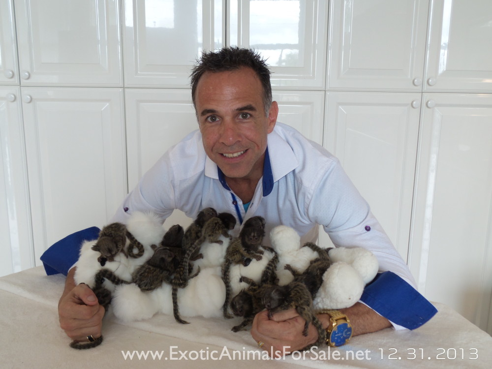 BABY MARMOSETS (AKA POCKET MONKEY AVAILABLE !!) FINANCING AVAILABLE