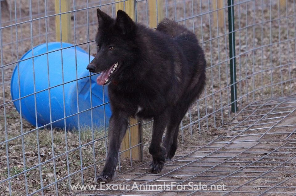 UPPER MIDCONTENT WOLF(DOG) PUPPIES for Sale