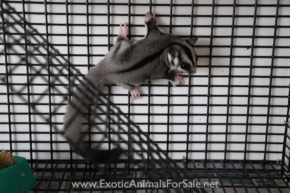 Sugar gliders for Sale