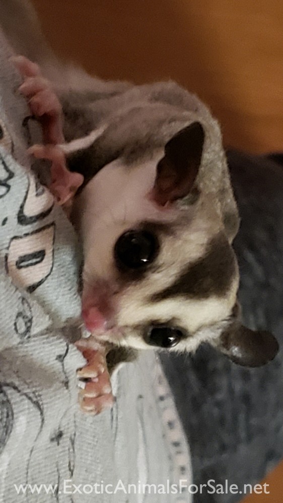 Sugar Gliders for Sale