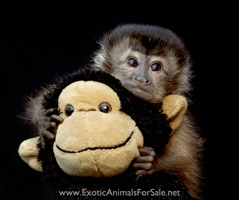 BABY BLACK CAP CAPUCHIN AVAILABLE. ON A BOTTLE , FINANCING AVAILABLE