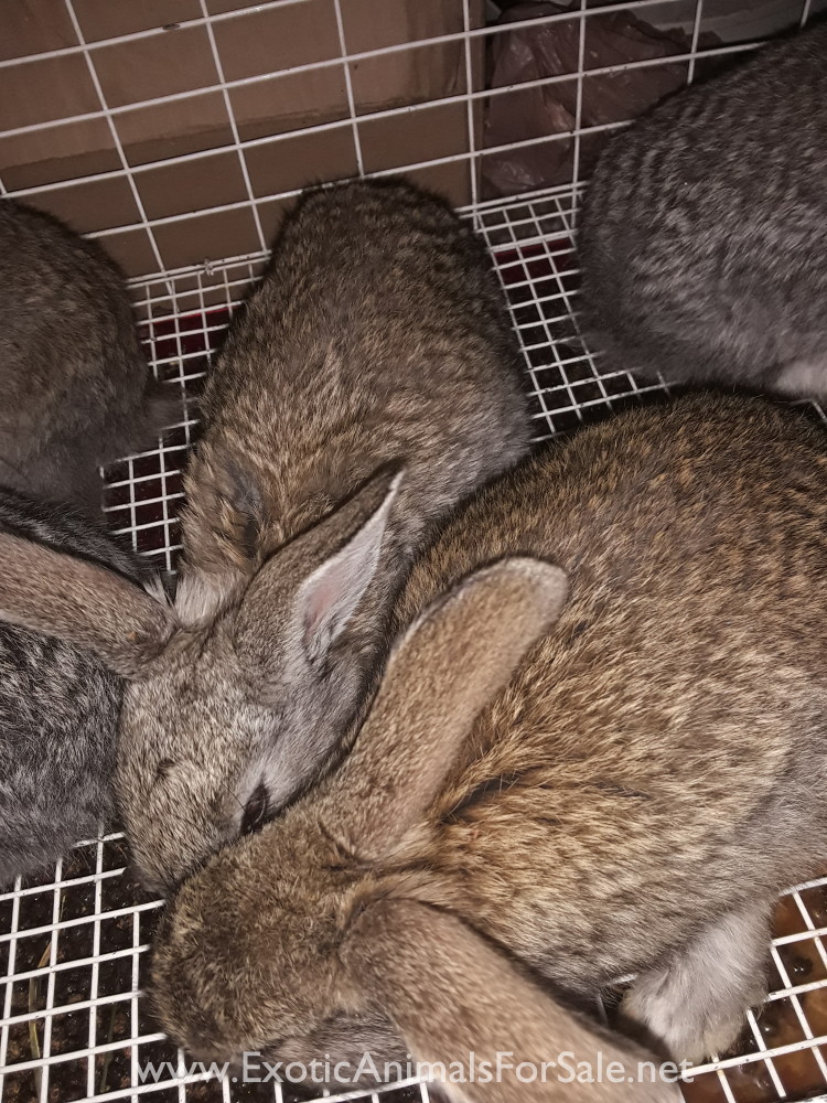 Flemish giant rabbits for Sale