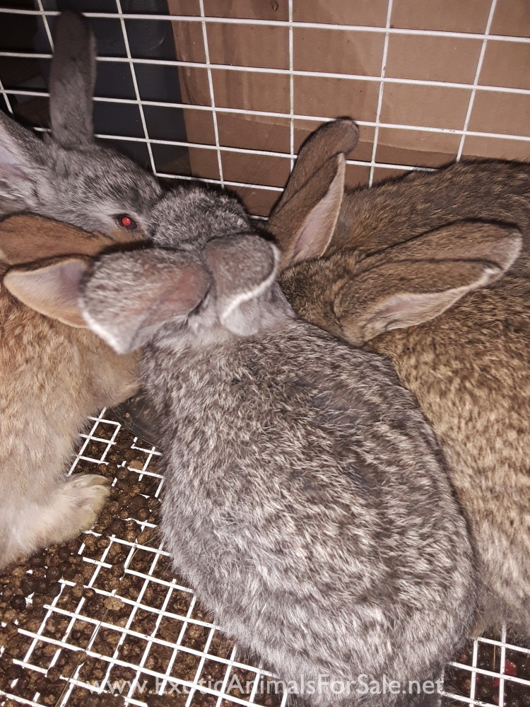 Flemish giant rabbits for Sale