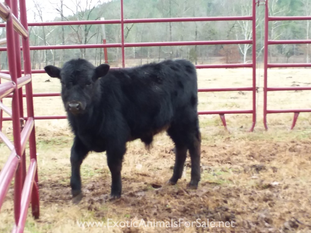 Dexter bull and heifer calves for sale for Sale