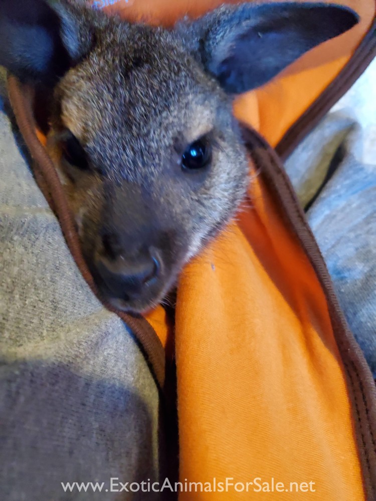 Female Wallaby for Sale