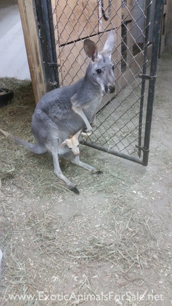 WHITE MALE KANGAROO for Sale