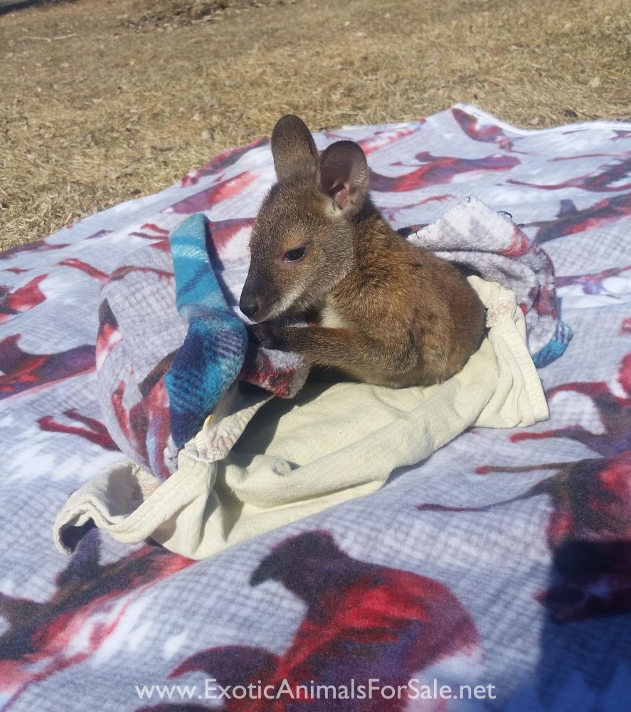 Wallabies For Sale