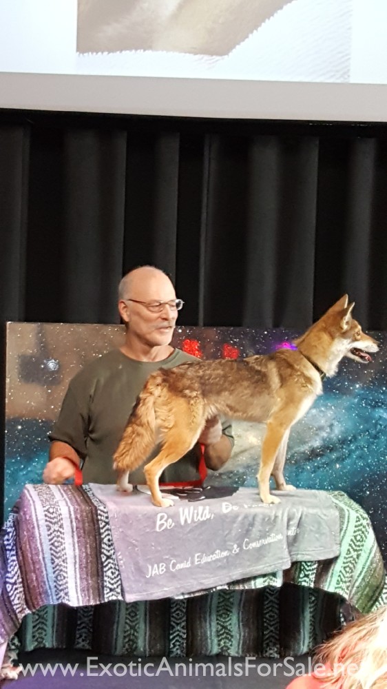 COYDOG PUPPIES for Sale