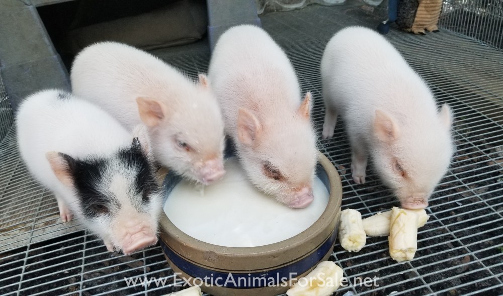 MINI PIGS FOR SALE !! VERY SMALL for Sale