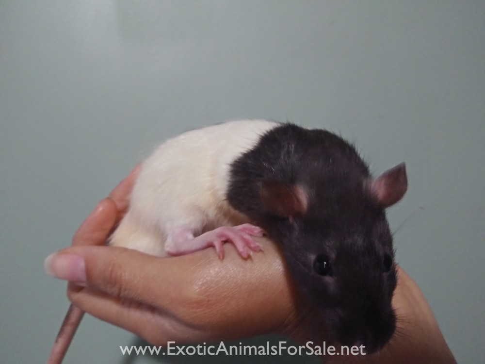 Fancy Rats for Sale