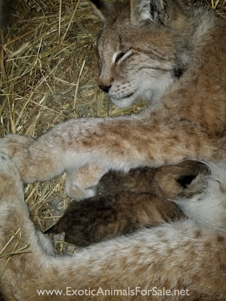Geoffroy’s Cat kittens & Eurasian Lynx kittens! for Sale