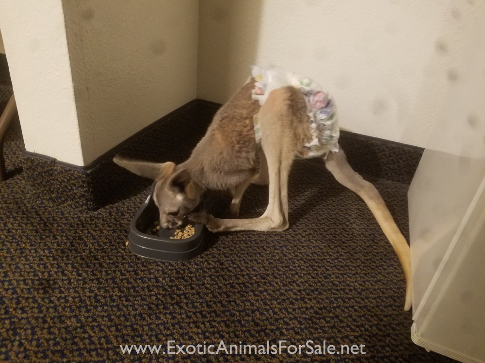 Male Kangaroo for Sale