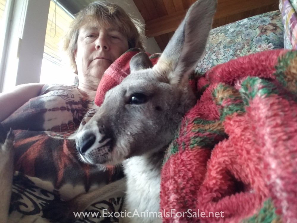 Male Kangaroo for Sale