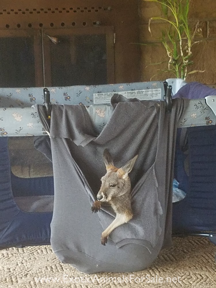 Male Kangaroo for Sale