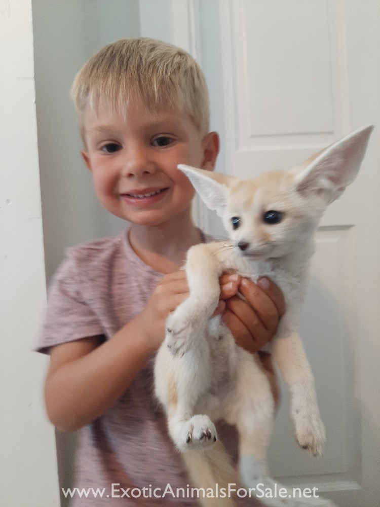 Fennec Fox for Sale