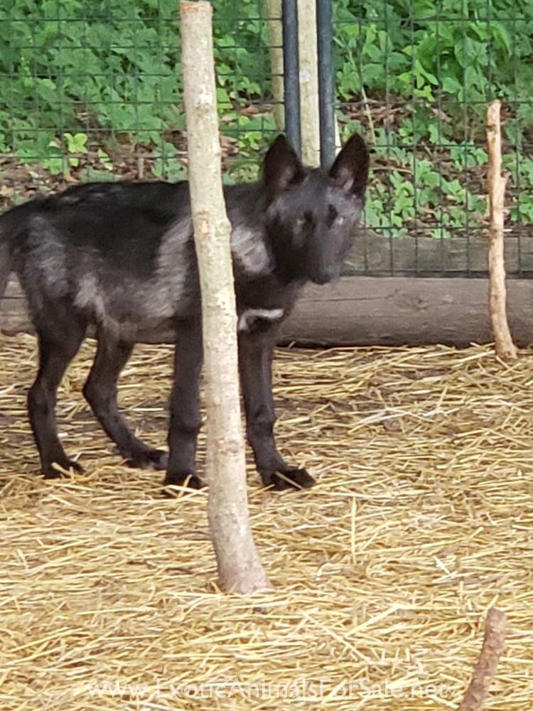High content black wolfdog for Sale