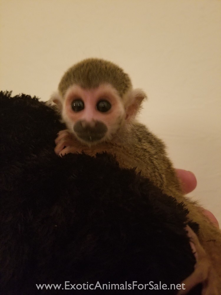 Baby squirrel monkey for Sale