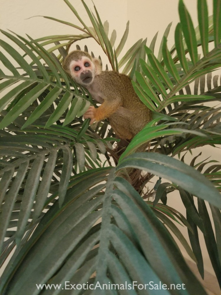 Baby squirrel monkey for Sale