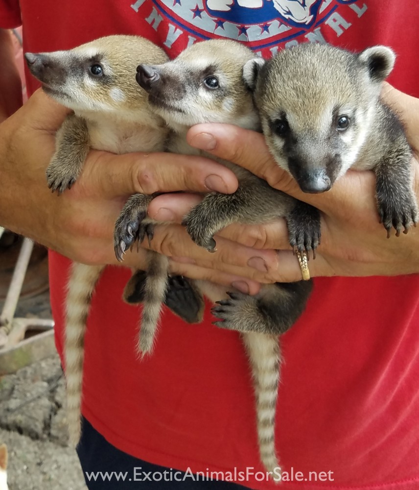Coatimundi babies for Sale