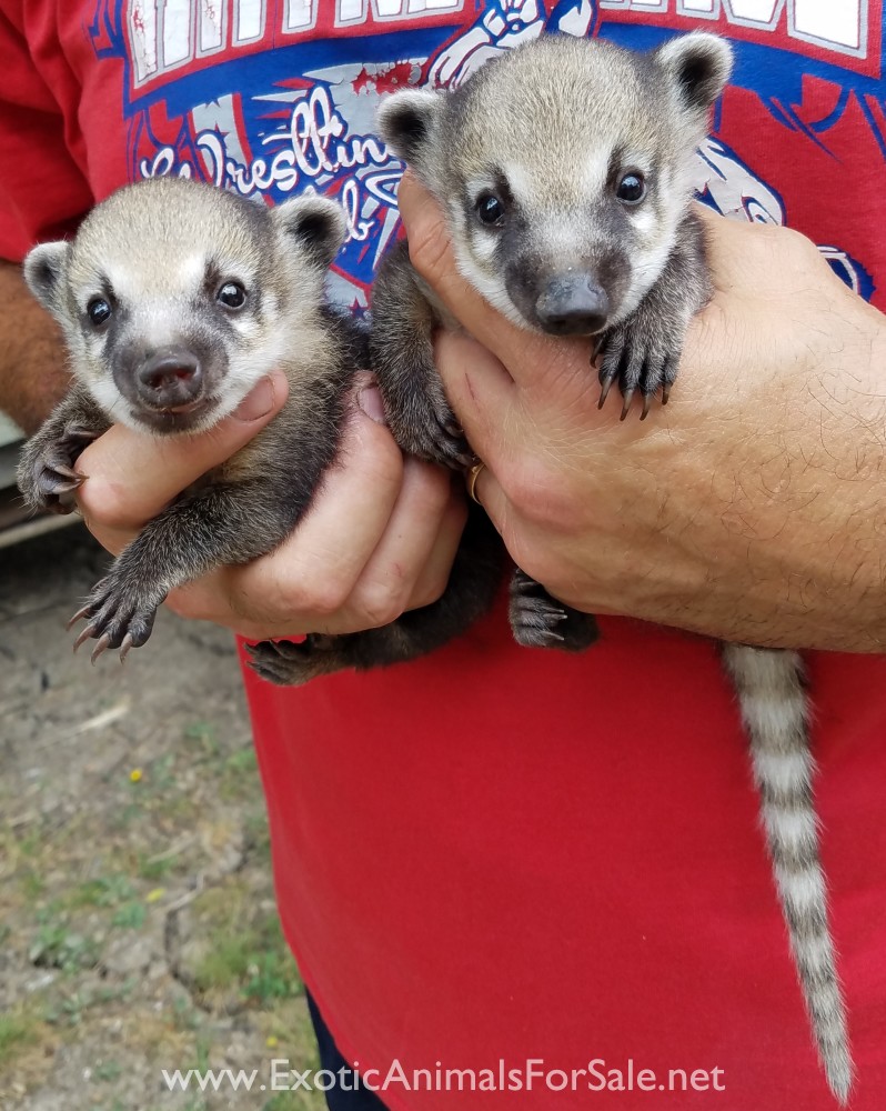 Coatimundi babies for Sale