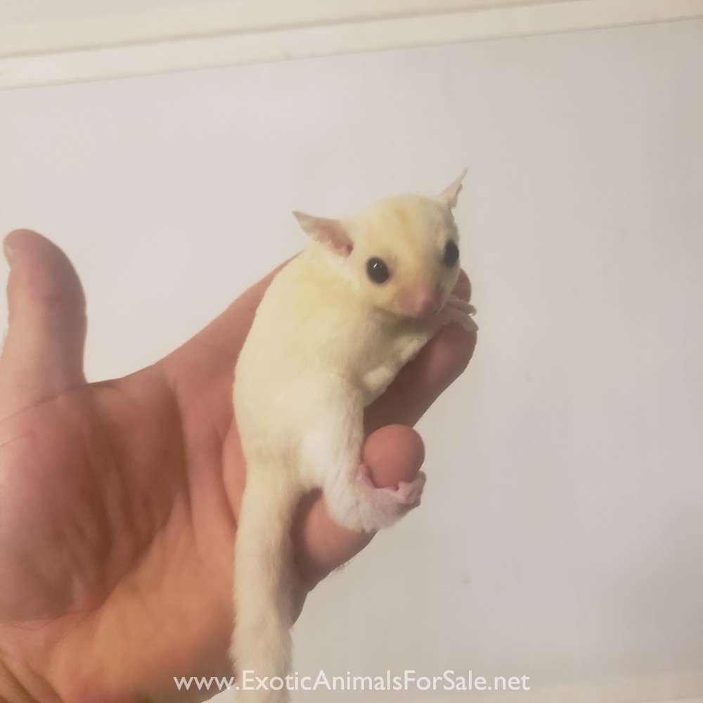 sugar gliders for Sale