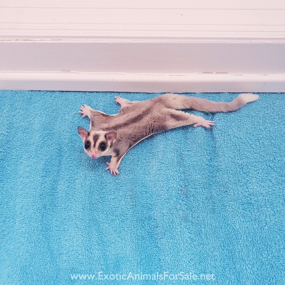 sugar gliders for Sale