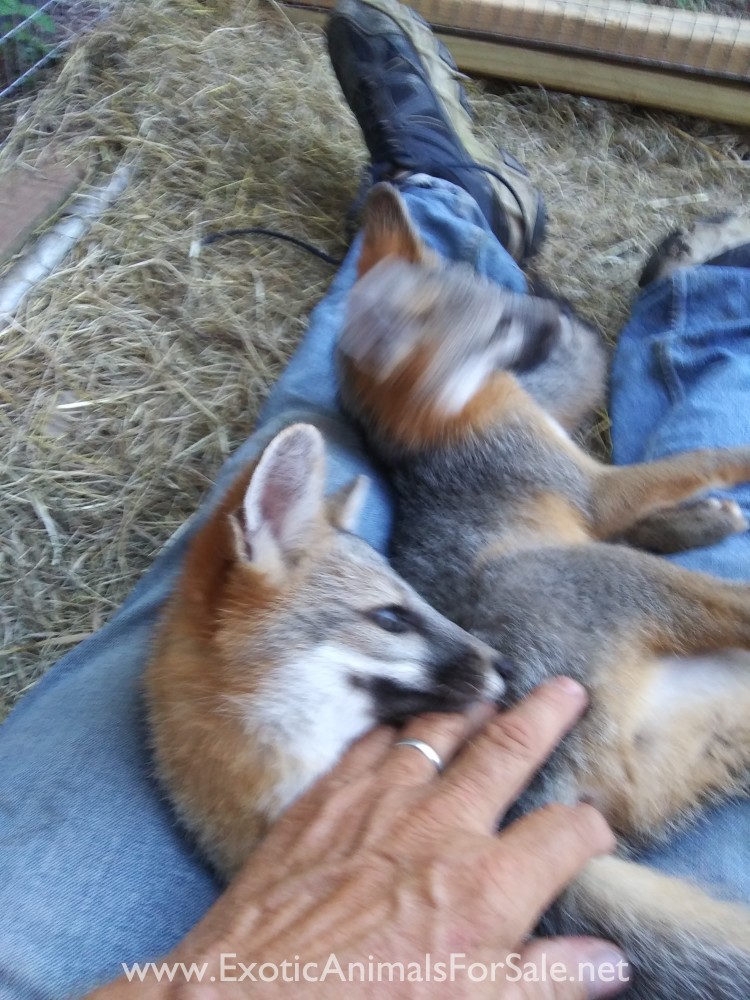 Grey Fox Kits for sale for Sale
