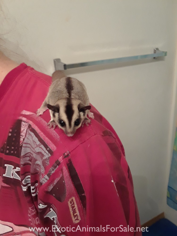 Sugar Glider for Sale