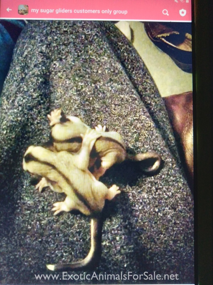 Sugar Gliders For Sale