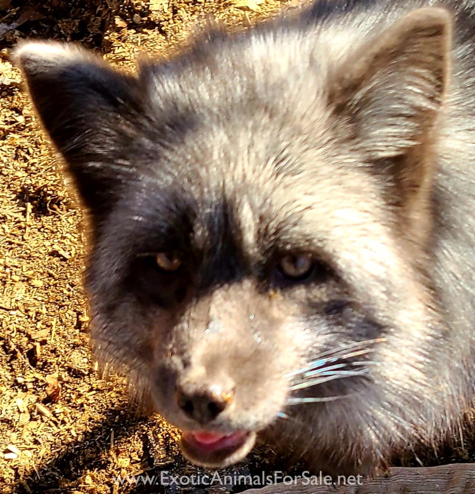 Izzy, Russian silver fox for Sale