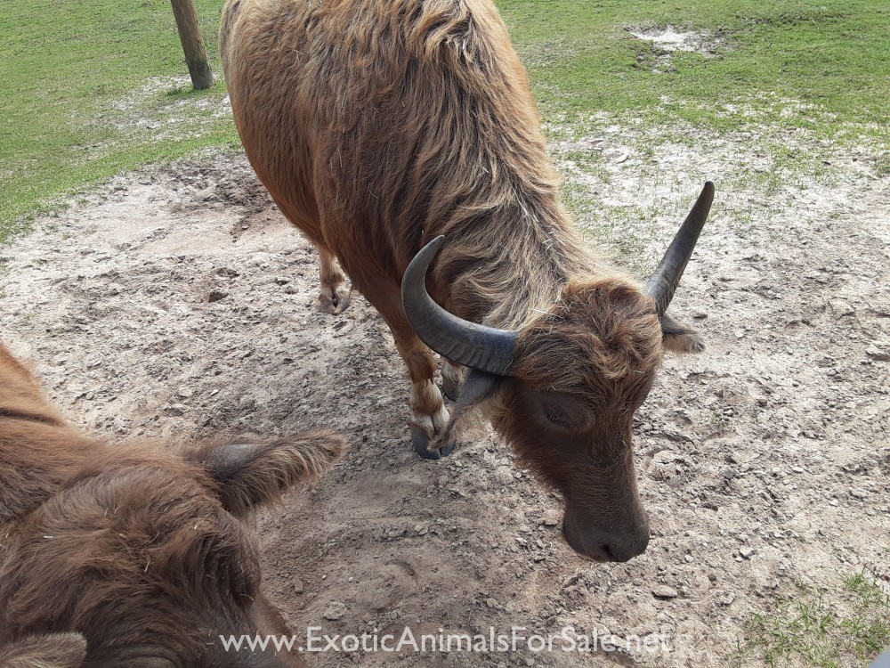 Water buffalo for Sale