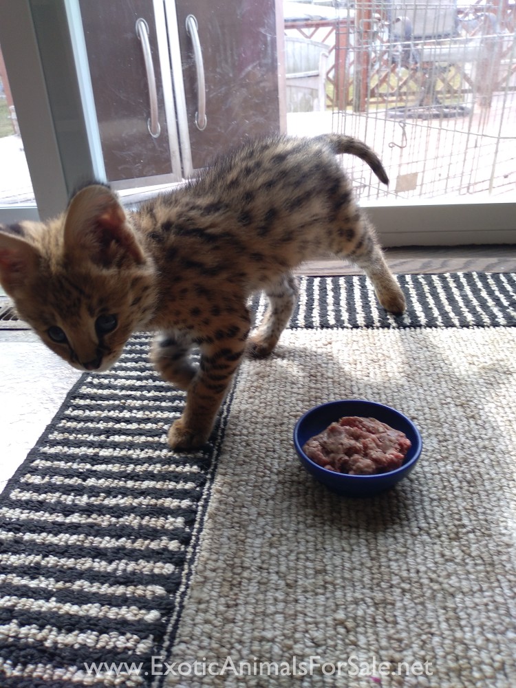 Serval Kitten for Sale