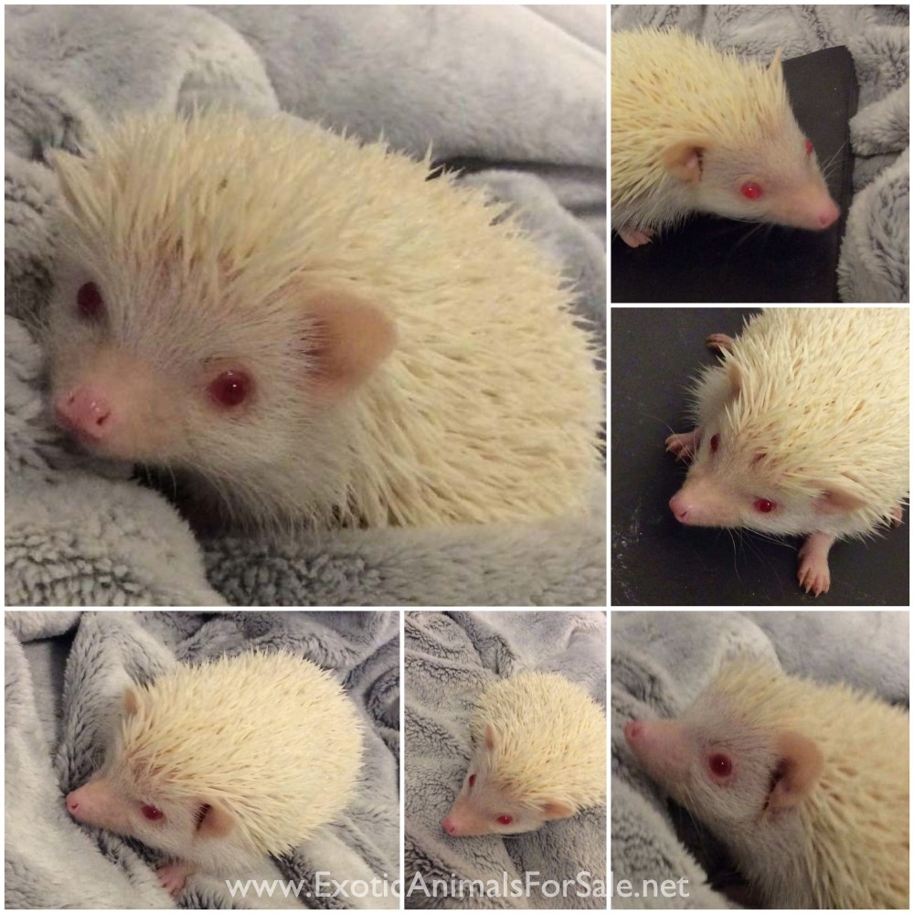 Hedgehogs For Sale